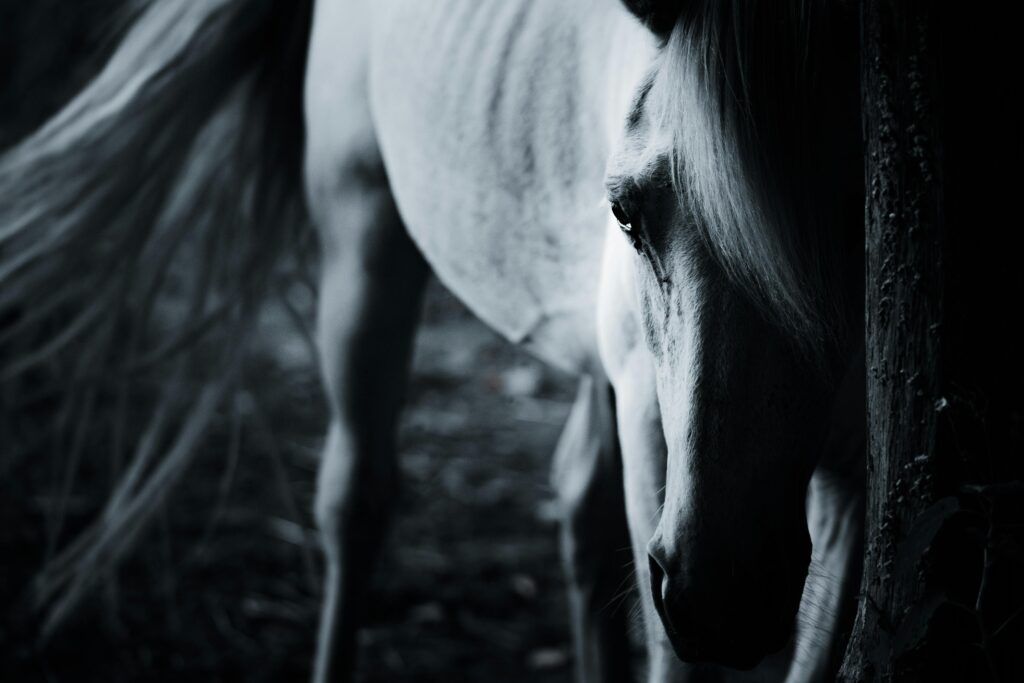 A back and white shot close up of a white horse, its eye and face and one side showing.