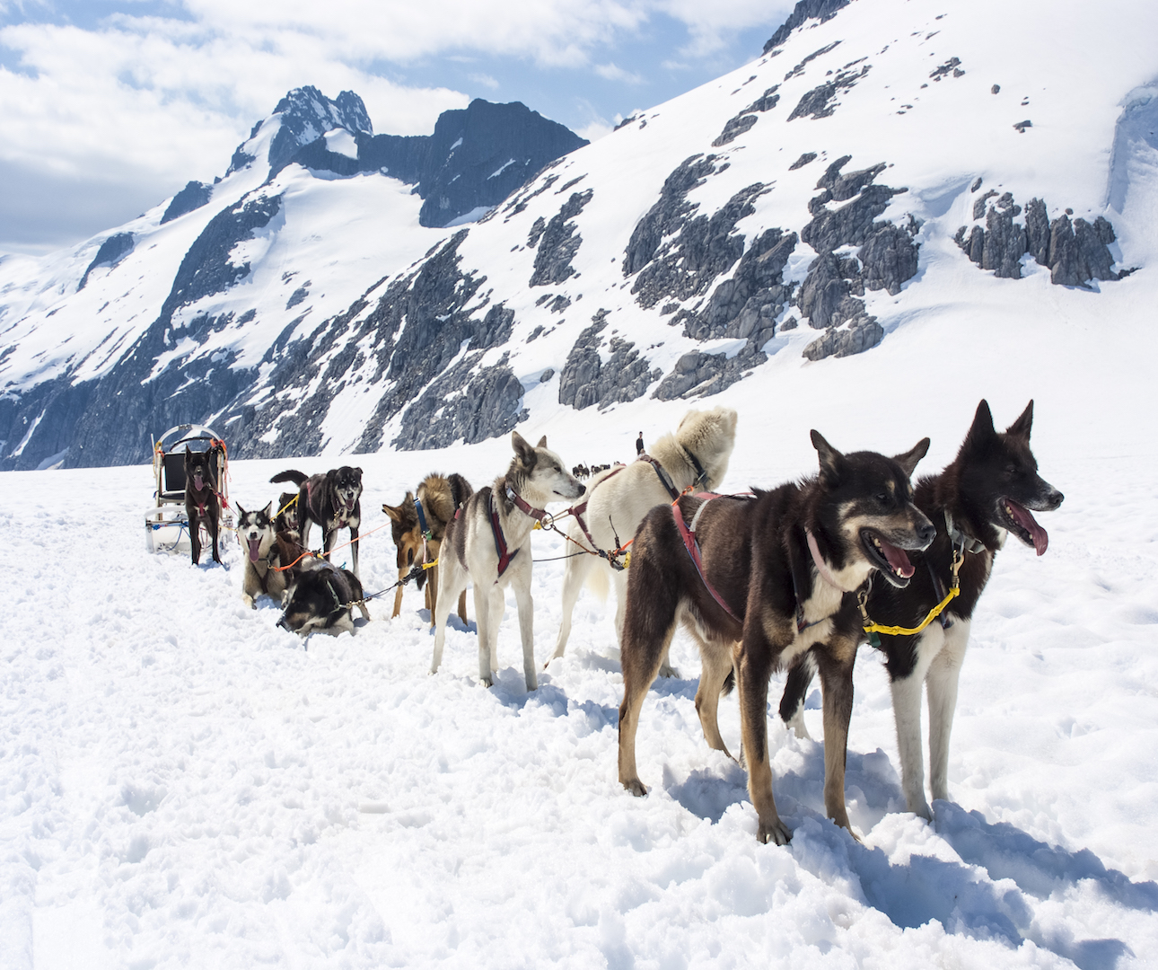 A Guide To Mushing In Alaska Insight Vacations