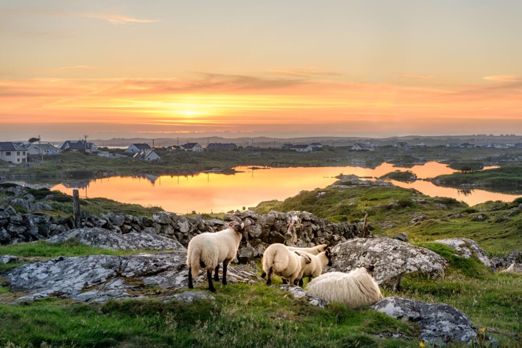 sheep laying at the foot of a great lake in ireland