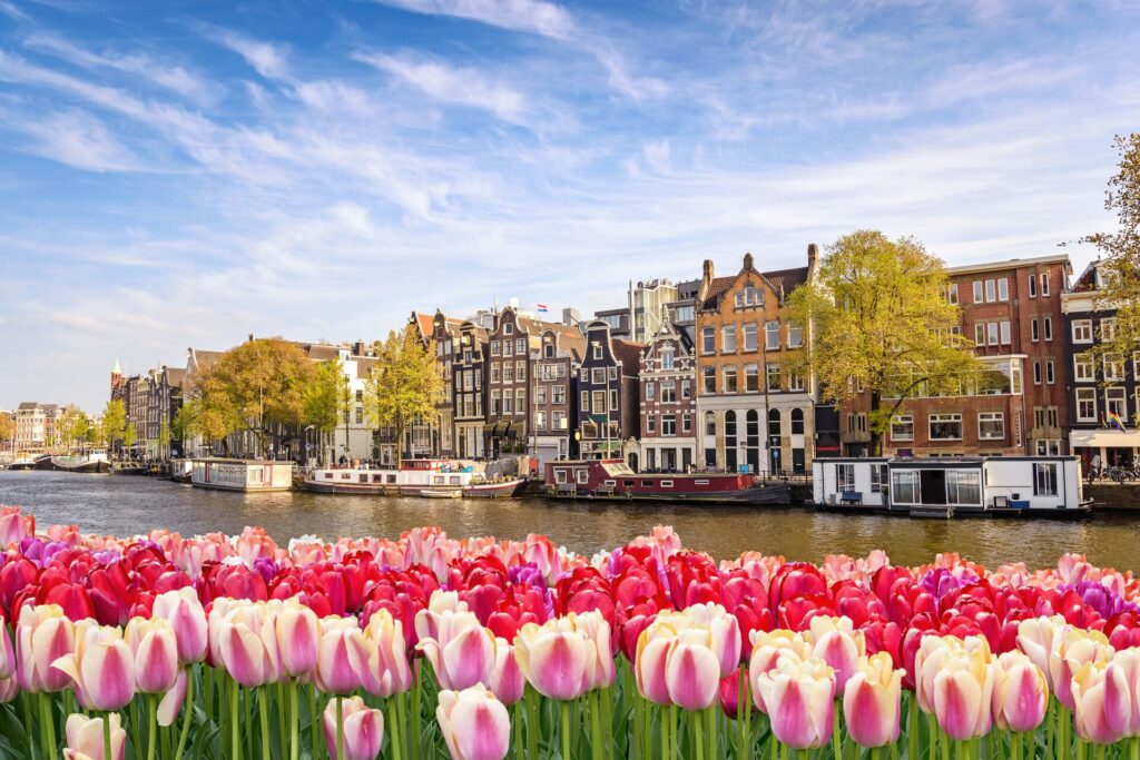 Houses and buildings in Amsterdam, The Netherlands, with a river and fields of red and pink tulips in front.