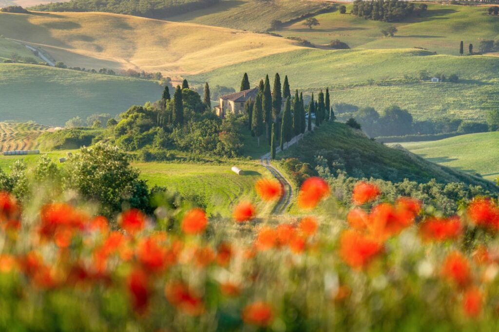 Poppies in bloom in a Tuscan field