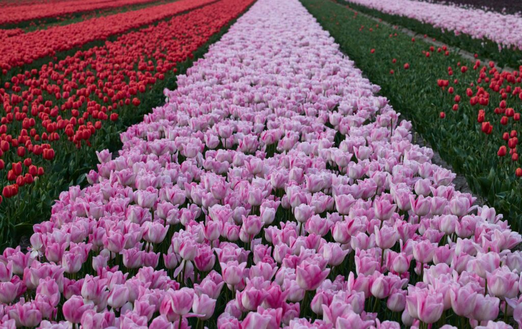 A carpet of pink, red an green tulip fields at Kukenhof Gaders flower show in the Netherlands.