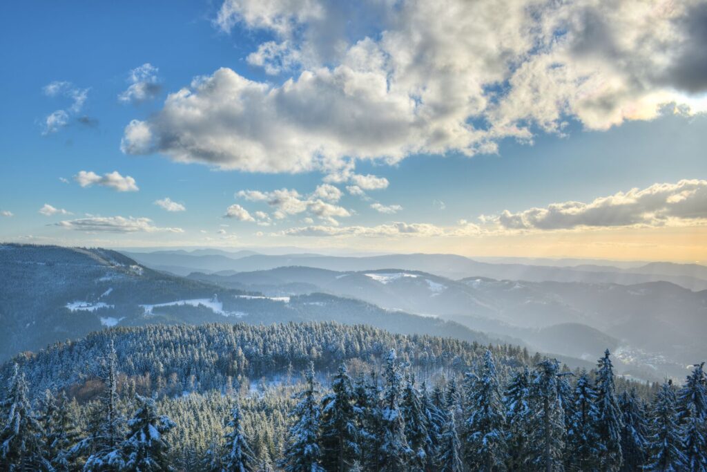 Tree tops extend to the horizon with a blue sky with white clouds.