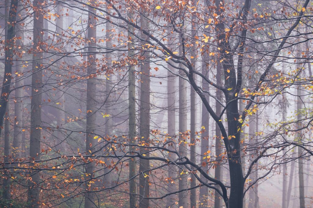 Leaves shine on trees in a dense forest on misty day