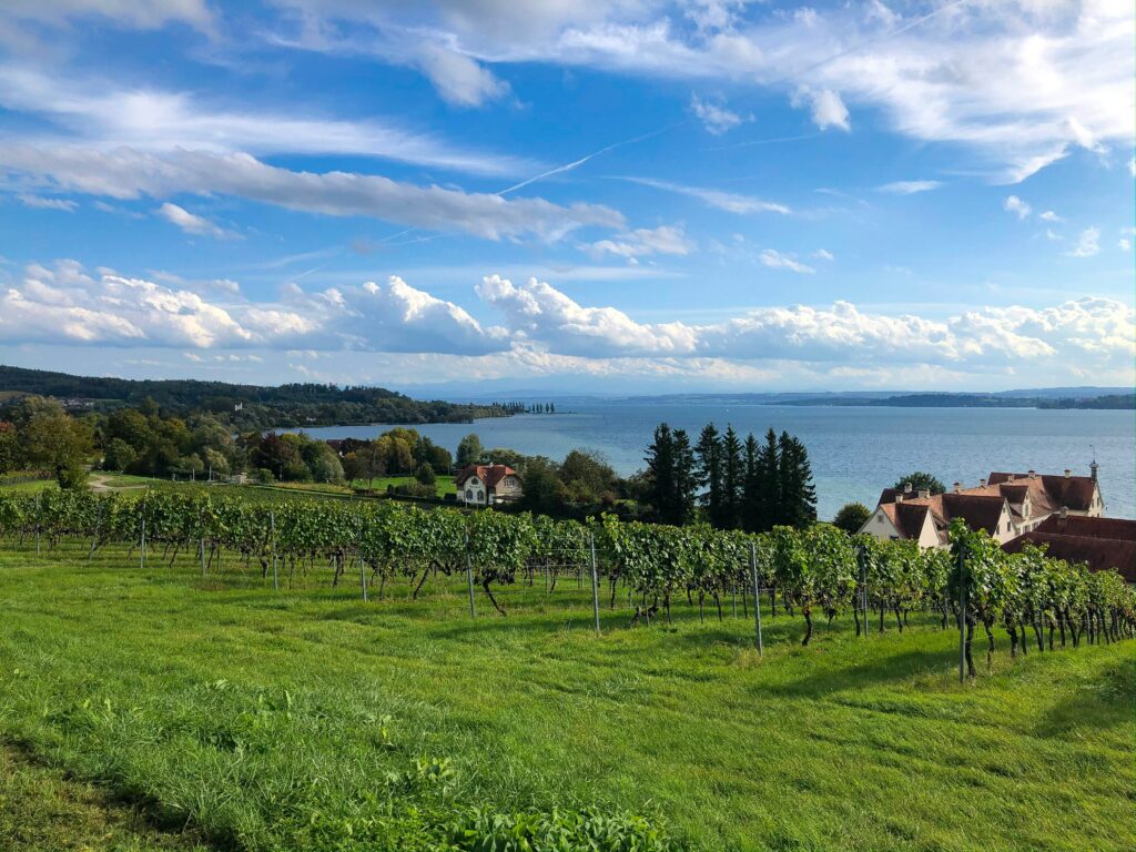 A blue lake with green vineyards in front and a bright blue sky with clouds