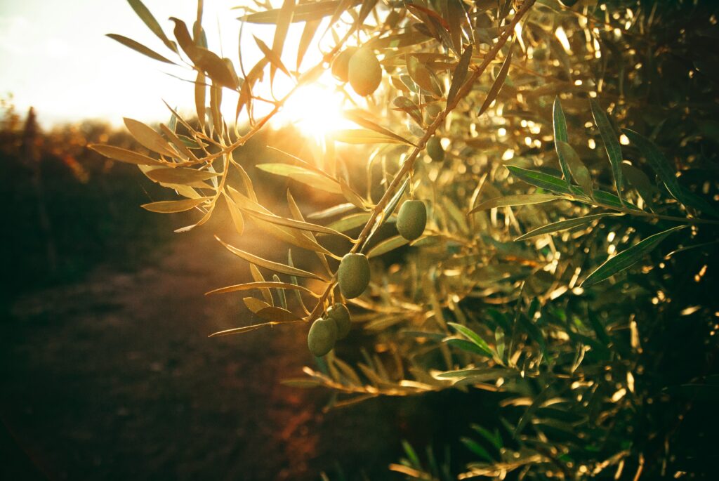Olive tree with sun behind the leaves