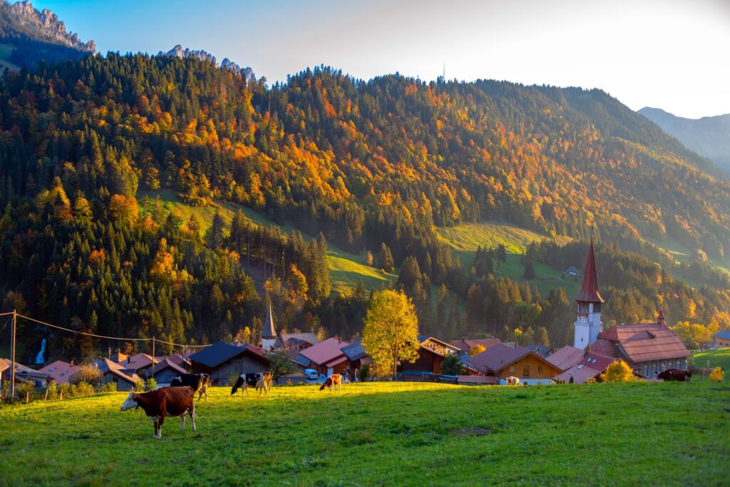 Cows in a field in a Swiss village as the sun rises, autumnal backdrop of red and gold coloured trees cover the surrounding mountains