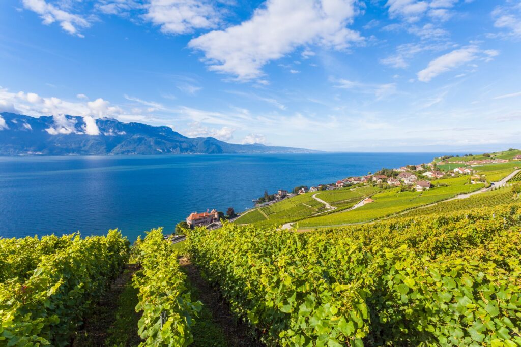 Aerial shot of bright green Lava vineyards with the bright blue Lake Geneva and mountains in the background