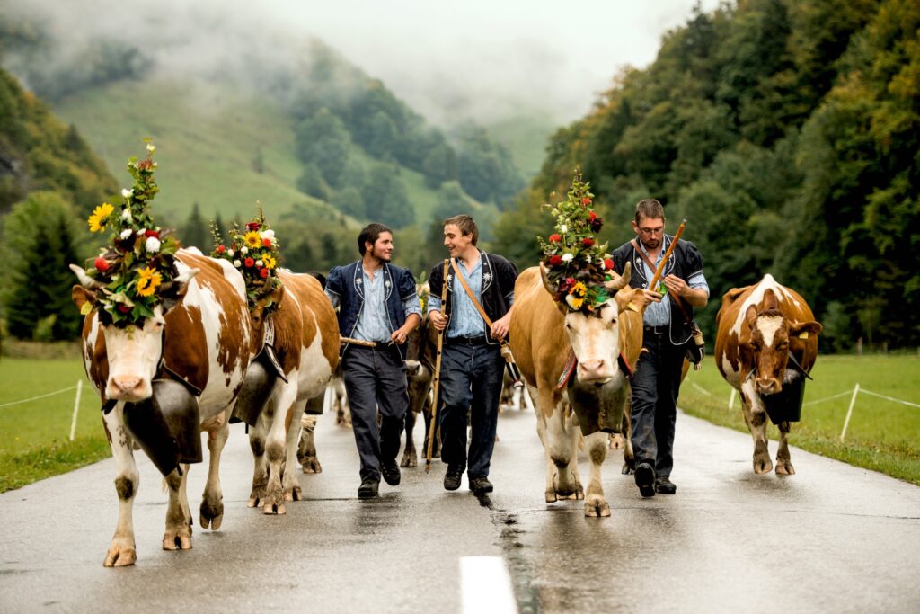 Two farmers dressed in traditional clothes leading a herd of cows along a road through a green valley