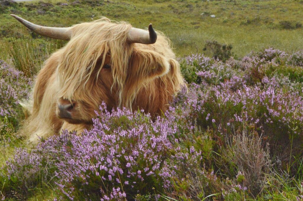 Scottish Highland cow 