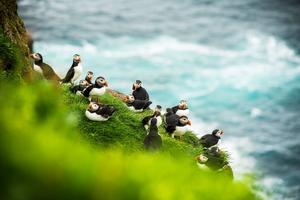 Puffins on cliff edge