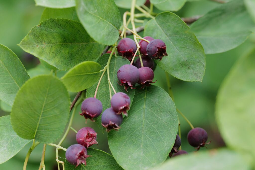 A close up of pum colored Saskatoon berries against green leaves