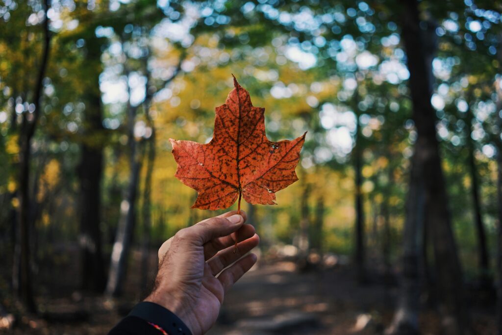 A red maple leaf is held up close to the camera in front of a forrest setting