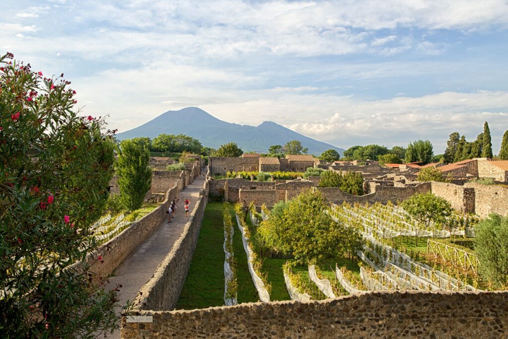 Vineyards in Pompeii, Mount Vesuvius in the background