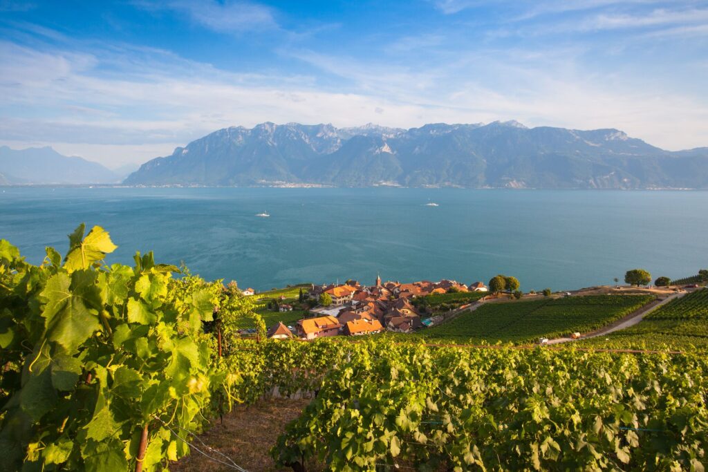 Green vineyards steep down to the edge of a large lake, with mountains on the reverse side.