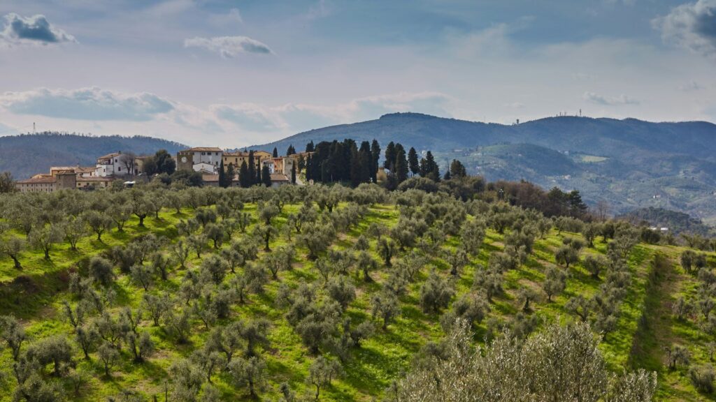 liguria olive groves and hills