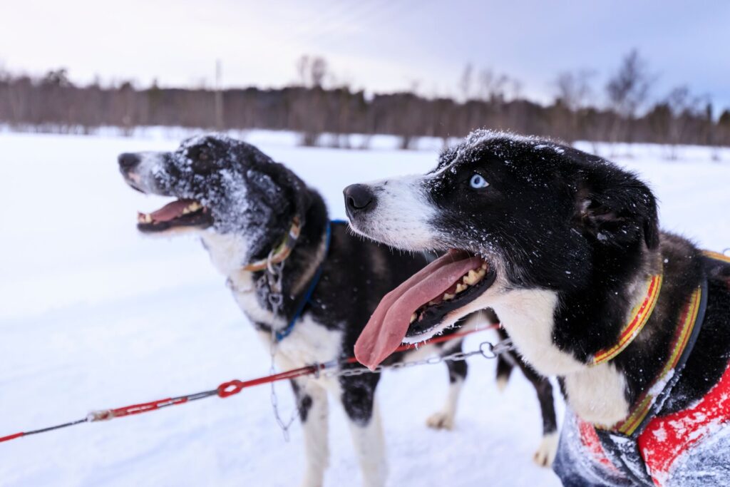 Two black and white huskies with piercing blue eyes stand with pink tongues hanging out in the show.