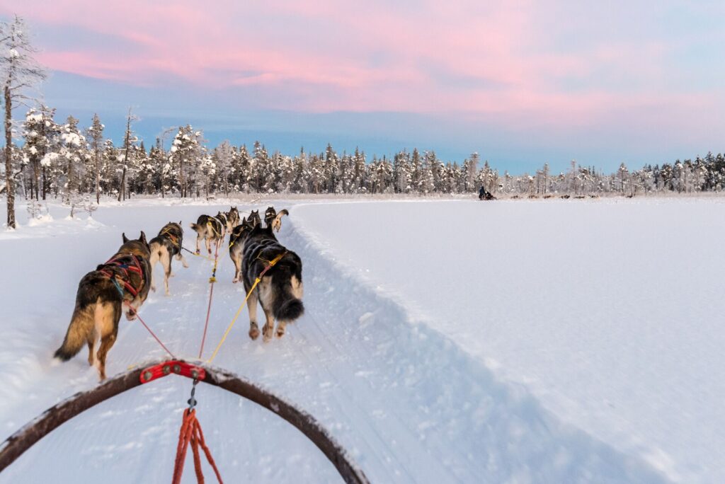 A team of huskies pull a sled through deep snow against a pink and blue sky.