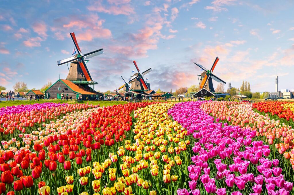 Rows of bright tulips in red, yellow, purple and link with three traditional Dutch windmills in the background.