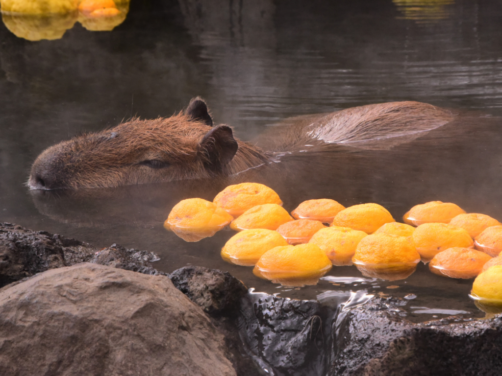 Yuzu bath Japan with a Capybara