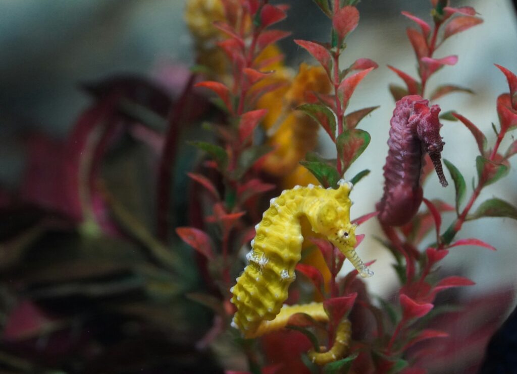 Two seahorses among red-colored seaweed