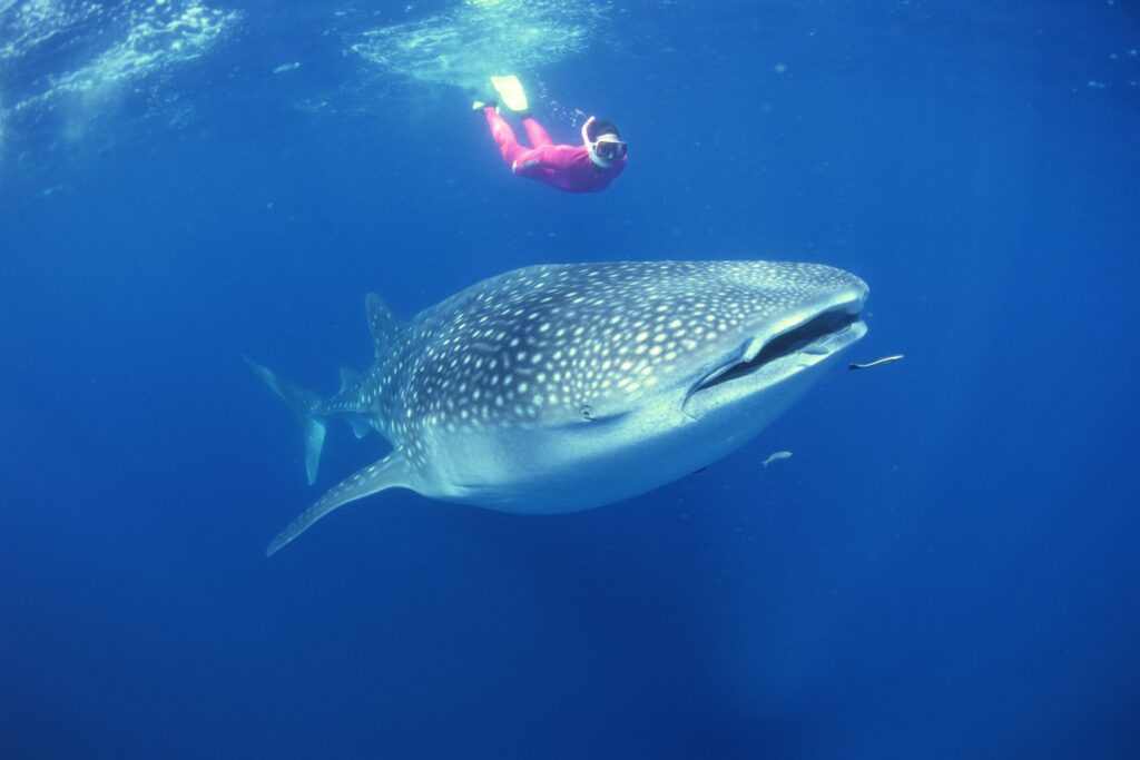 Female diver with a snorkel swimming alongside a whale shark 