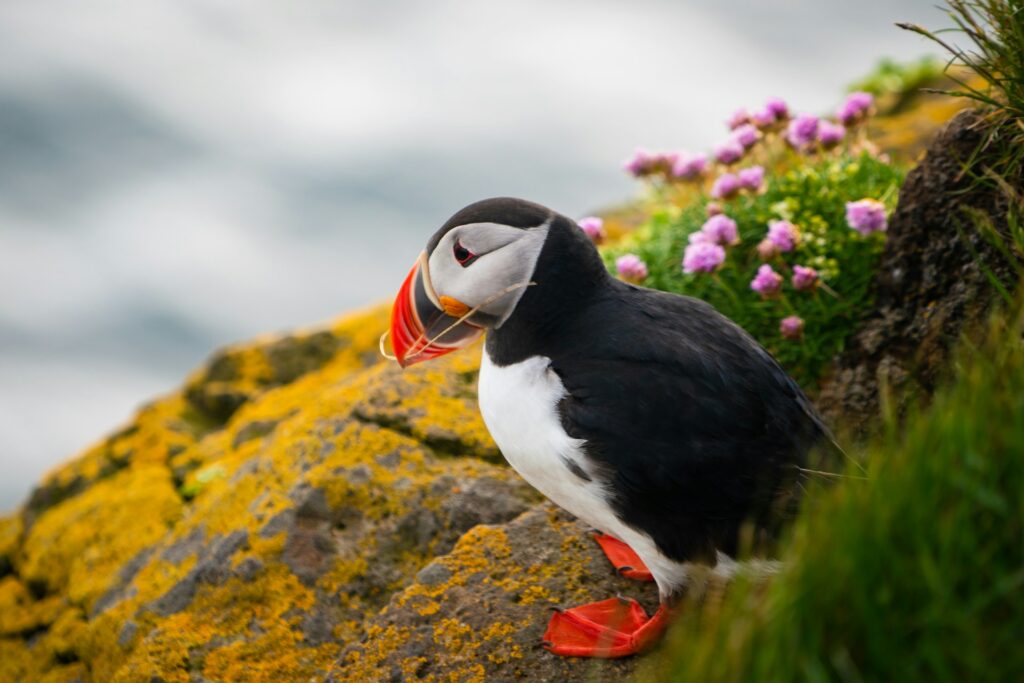 A puffin sitting on a rock overlooking the ocean