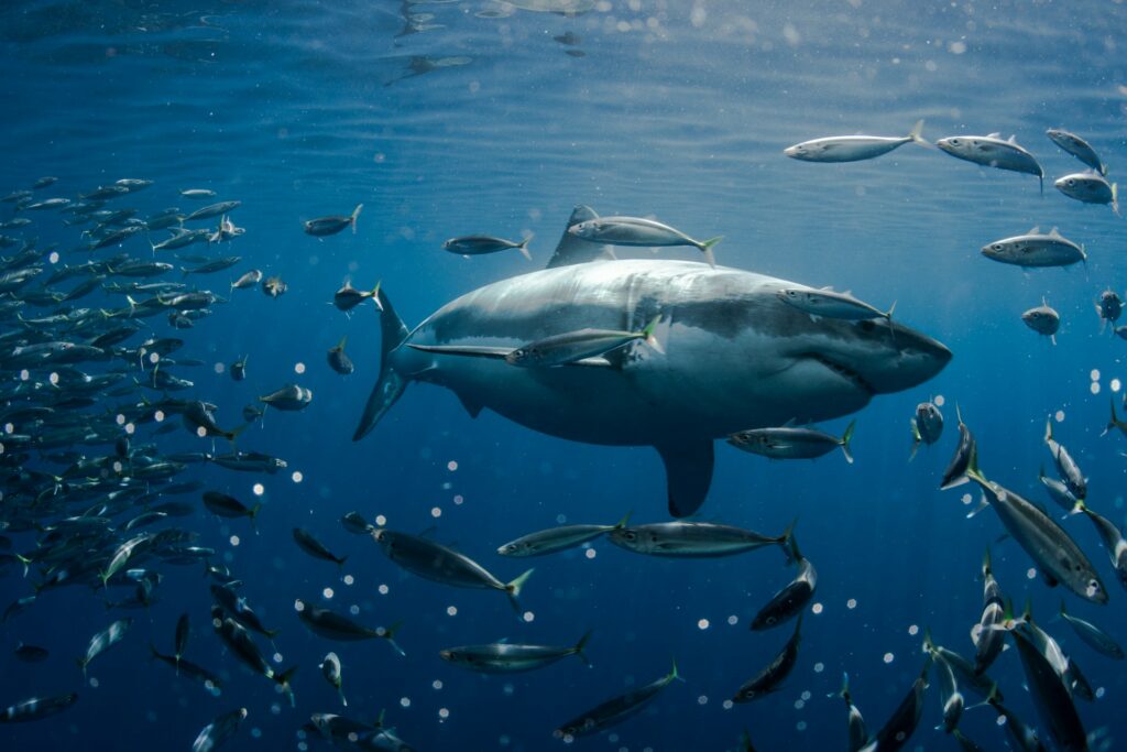 Great white shark swimming with fish