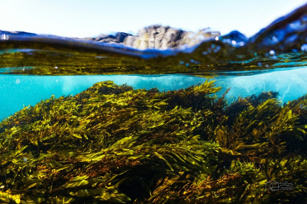 Underwater photo of kelp 