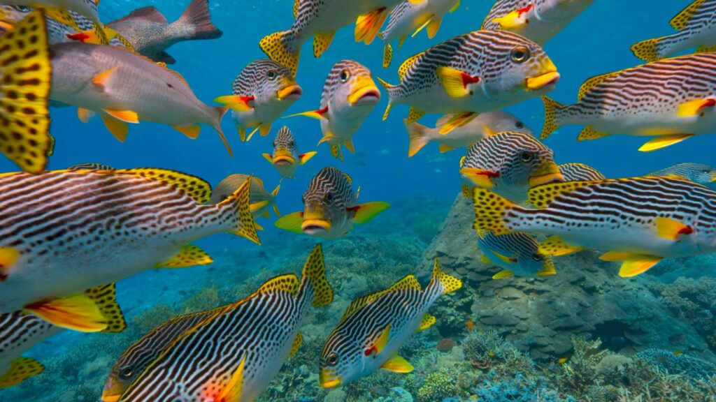 brightly coloured fish swimming towards the camera