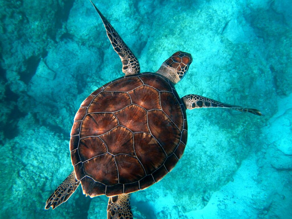 Sea turtle photographed from above swimming in bright blue water