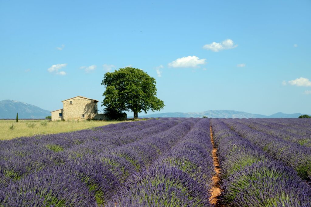 Purple lavender strips stretch to the horizon, with an old brick house and large green tree.