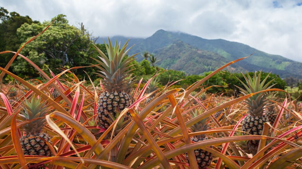 maui pineapple plantation