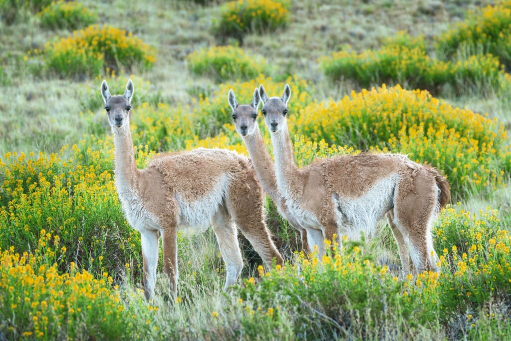 guanachos in argentina at springtime