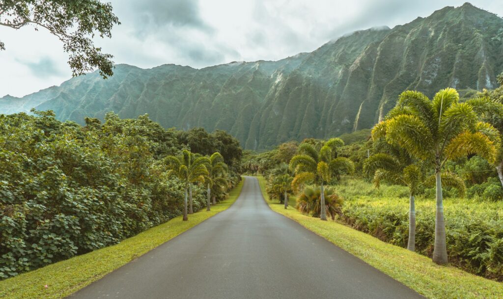 Road leading to greenery-covered mountains, lined by palm trees