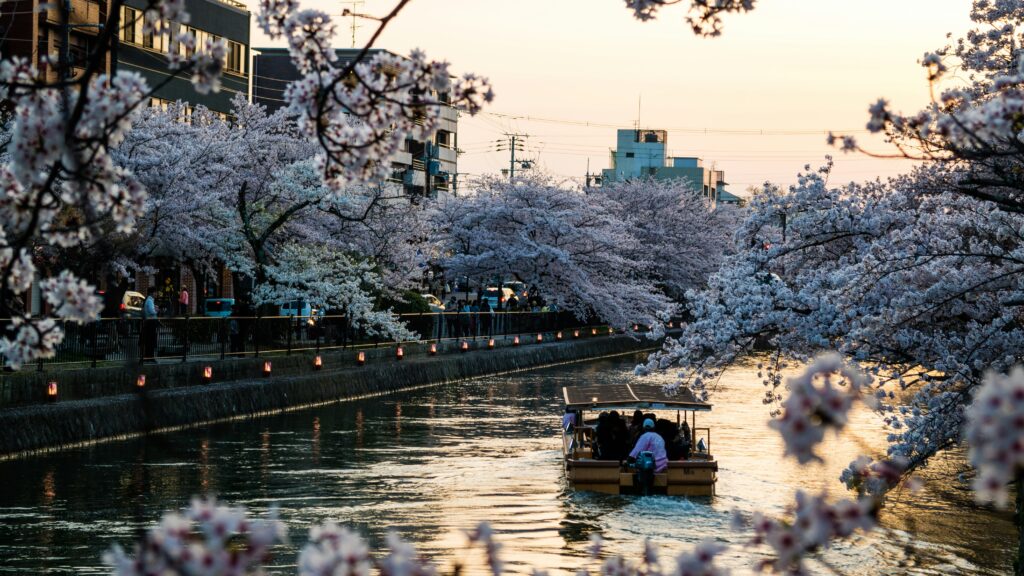 cherry blossoms across river in kyoto