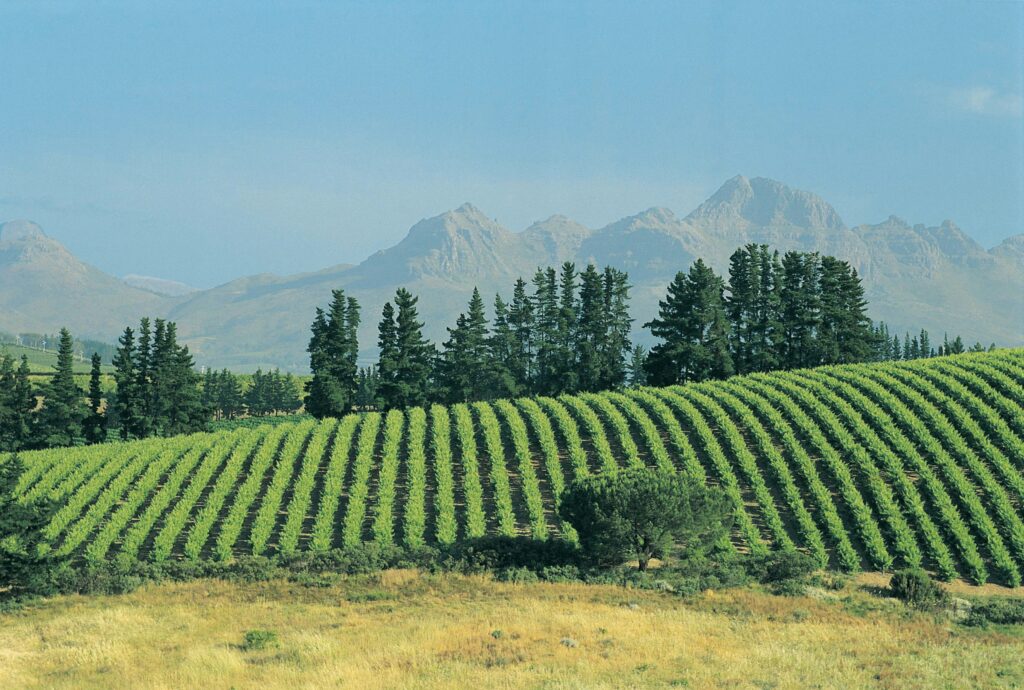 vineyard in south africa, stellanbosch