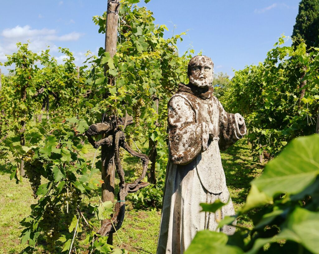 Weathered statue in a vineyard